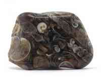 Agate fossile ou turitelle