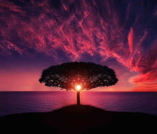 Arbre de vie