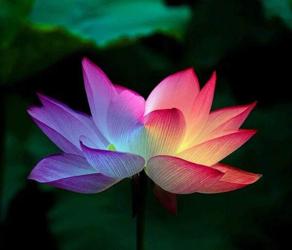 Lotus