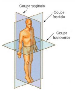 Plans du corps