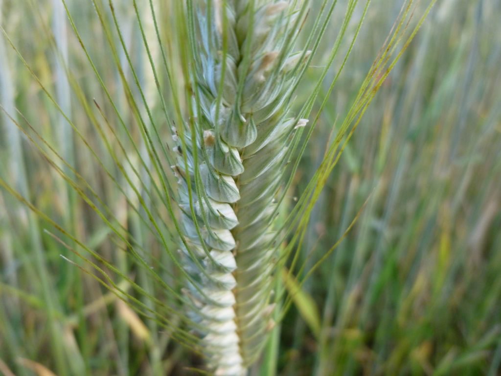 Avant le raffinage, le blé est un produit naturel. - Source: Wikimedia Commons, CC BY-SA