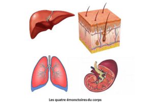 Les émonctoires, la traversée humorale et la fluidité des humeurs - tout est lié ! Nos émonctoires