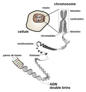 Chromosome