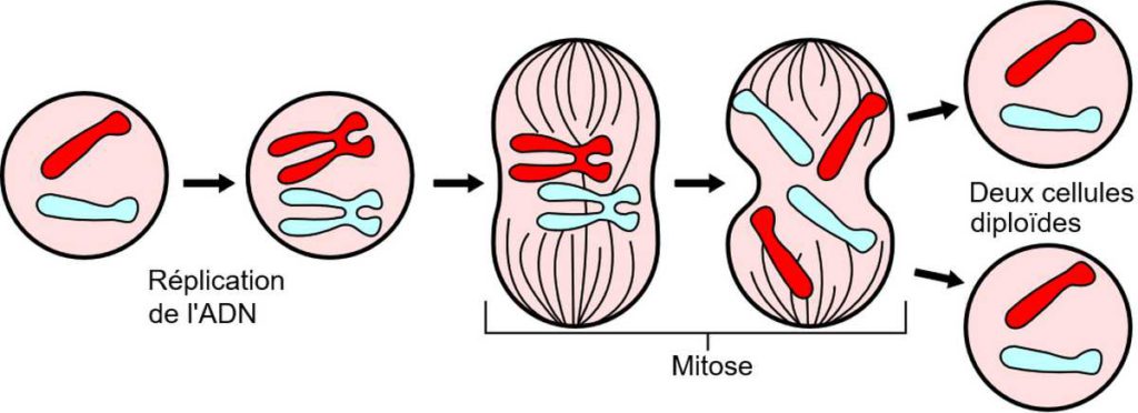 Mitose
