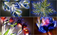 Plantes photographiées avec la technique Kirlian