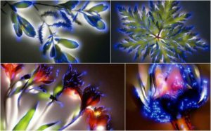 Un peu de science ... L'énergie du vivant est bien réelle Plantes photographiées avec la technique Kirlian