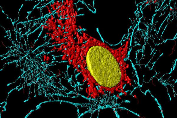 Fibroblaste avec noyau