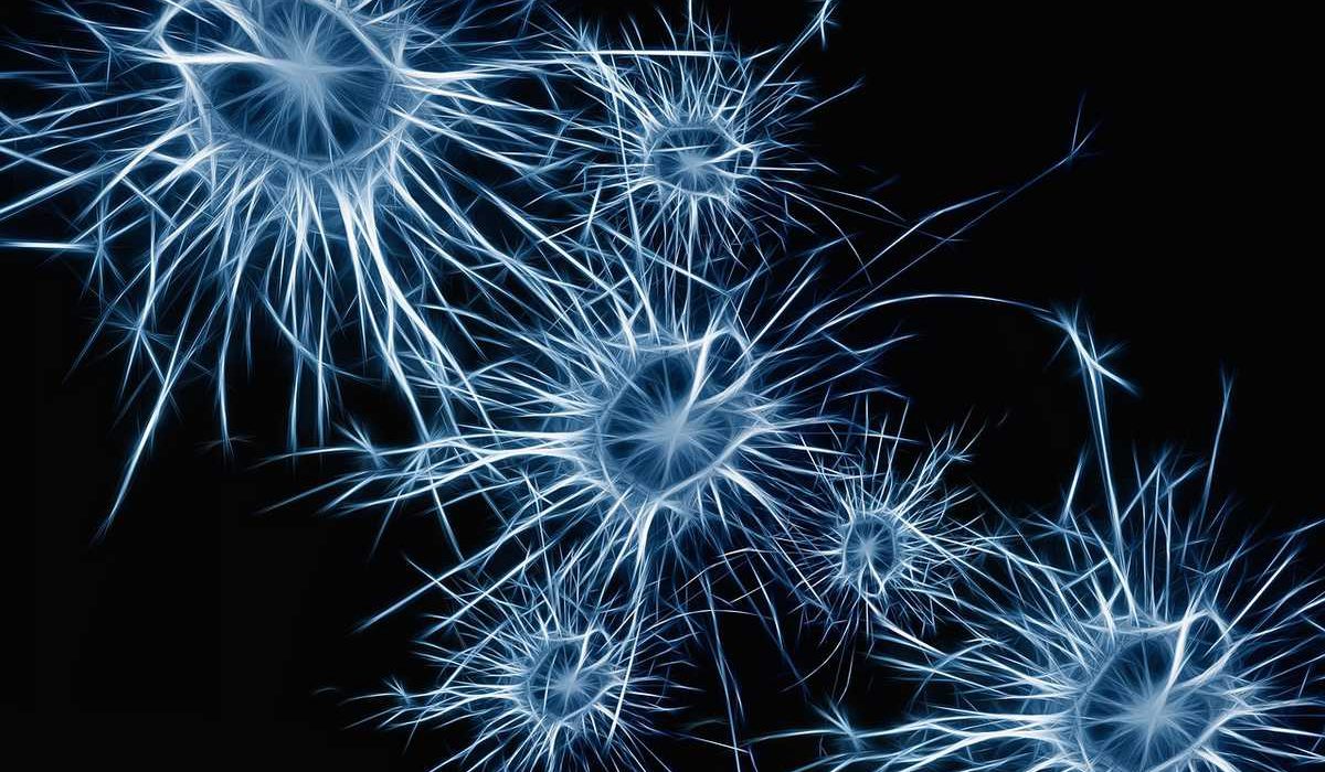Neurones