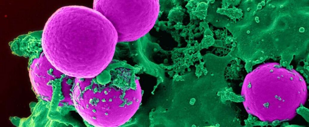 Renouvellement cellulaire: Globules blancs