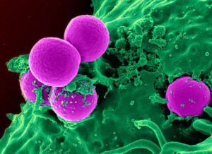 Renouvellement cellulaire – Des changements permanents dans notre organisme Renouvellement cellulaire: Globules blancs