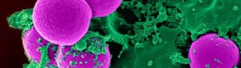 Renouvellement cellulaire: Globules blancs