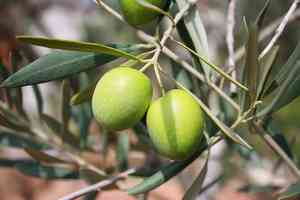 Olives