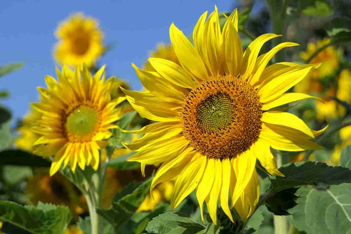 Tournesol
