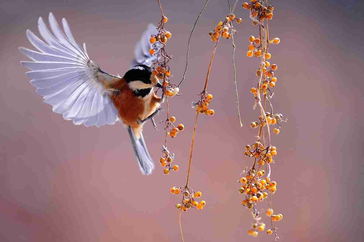 Oiseau