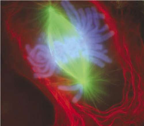 Métaphase