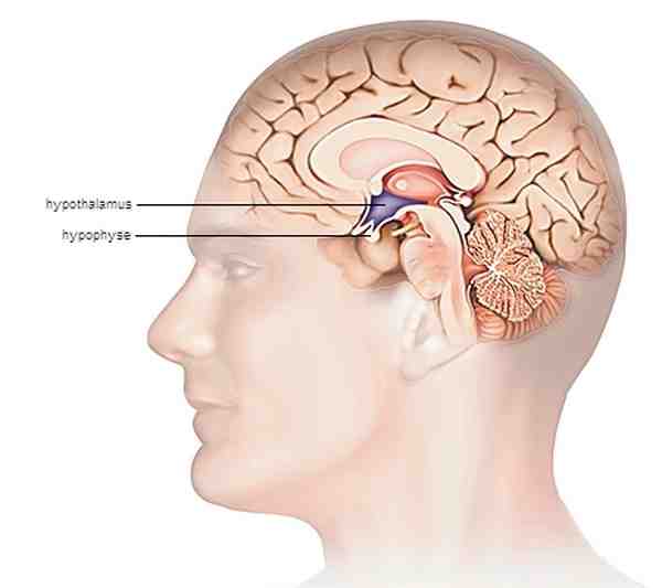 Hypophyse et Hypothalamus, Encyclopédie Larousse en ligne