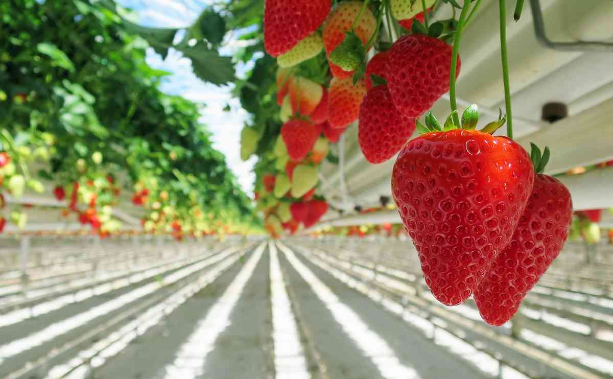 Comment ces fraises hors-sol pourraient posséder le même profil nutritif que les fraises biologiques en pleine terre, nourries par un humus vivant ?