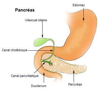 Pancréas