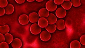 Sang, globules rouges