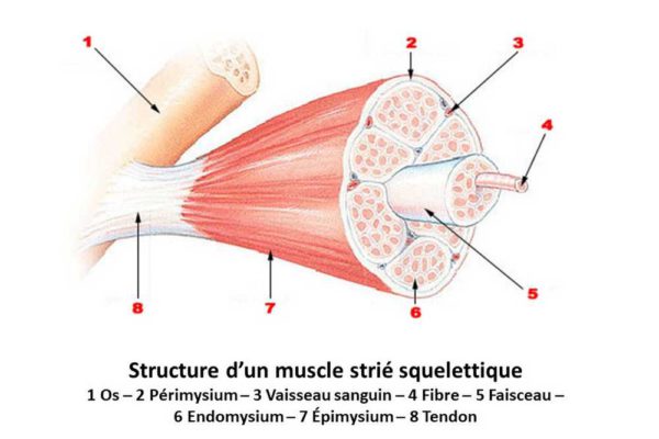 Structure d'un muscle strié squelettique