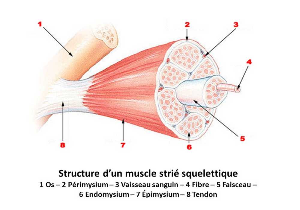Structure d'un muscle strié squelettique