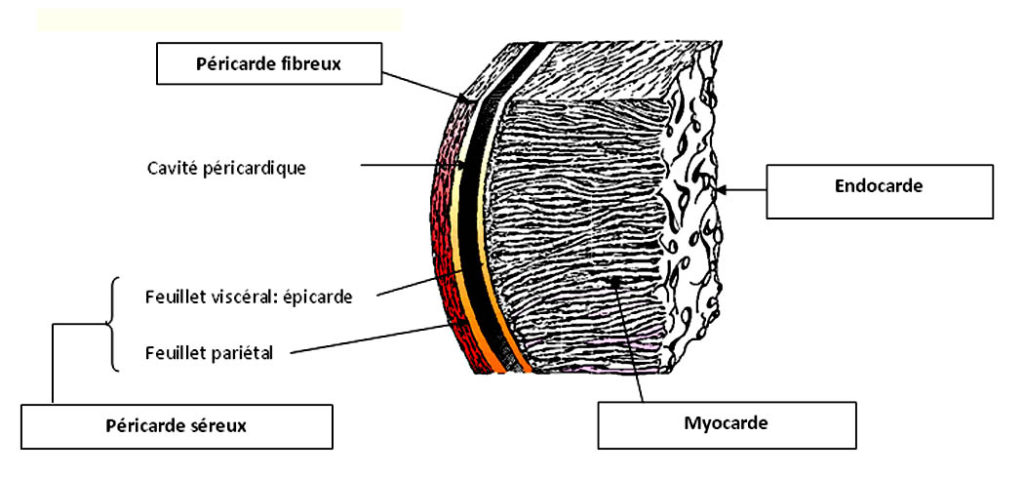 Le tissu du myocarde le tissu musculaire cardiaque  NHA 