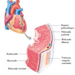 Tissu du myocarde