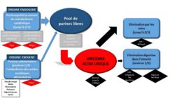 Elimination Acide urique (NHA)