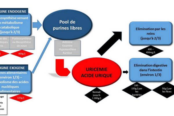 Elimination Acide urique (NHA)