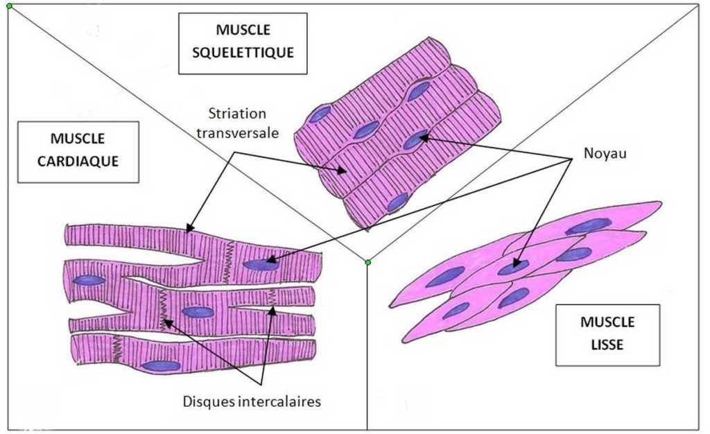 Structure des cellules musculaires