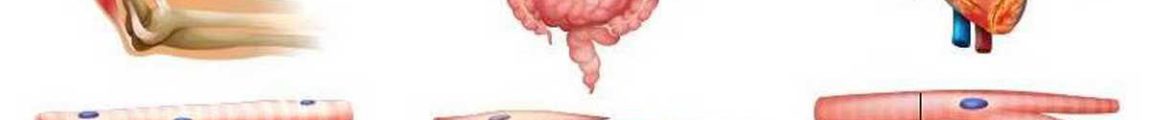 Différences tissus musculaires