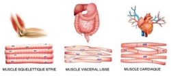 Différences tissus musculaires