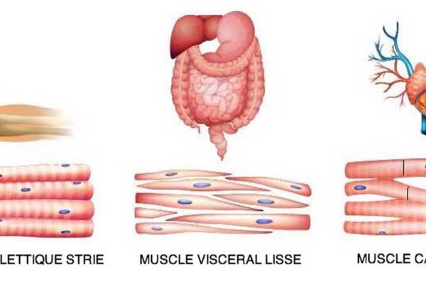 Différences tissus musculaires