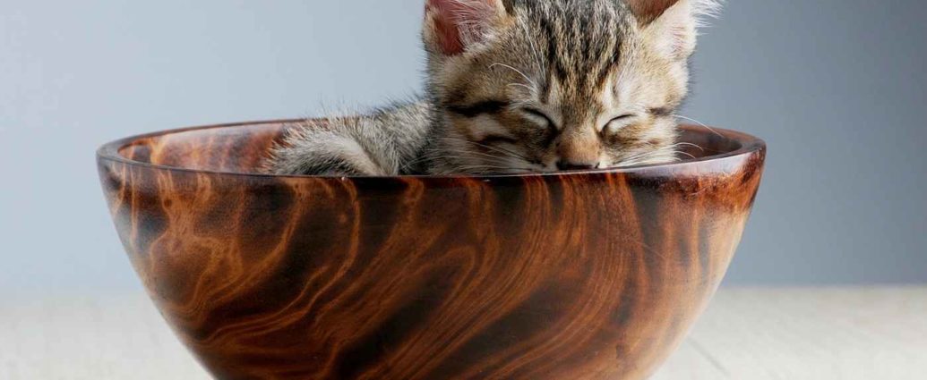 Chat dormant