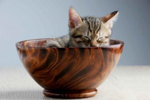 Les meilleurs aliments pour bien dormir Chat dormant
