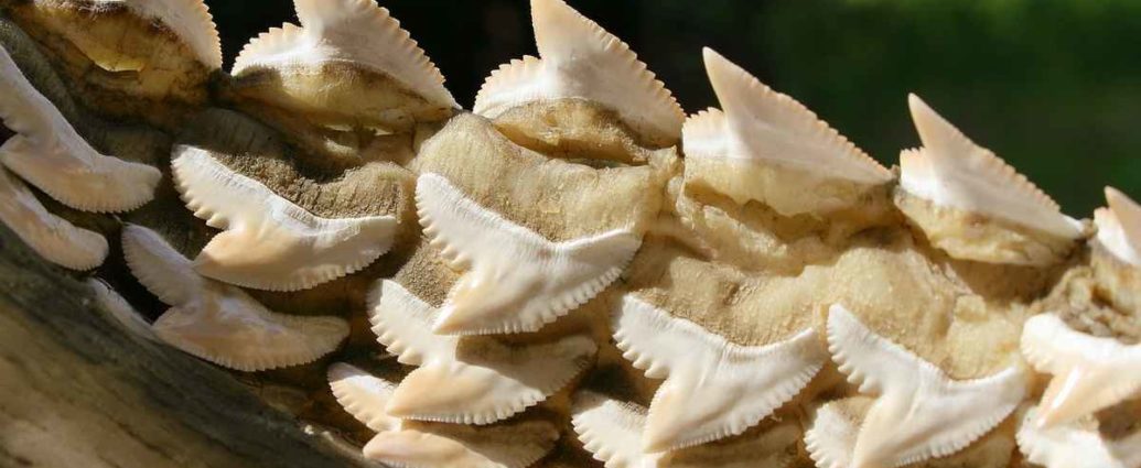 Mâchoire inférieure d'un requin