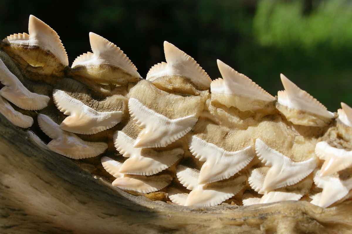 Mâchoire inférieure d'un requin