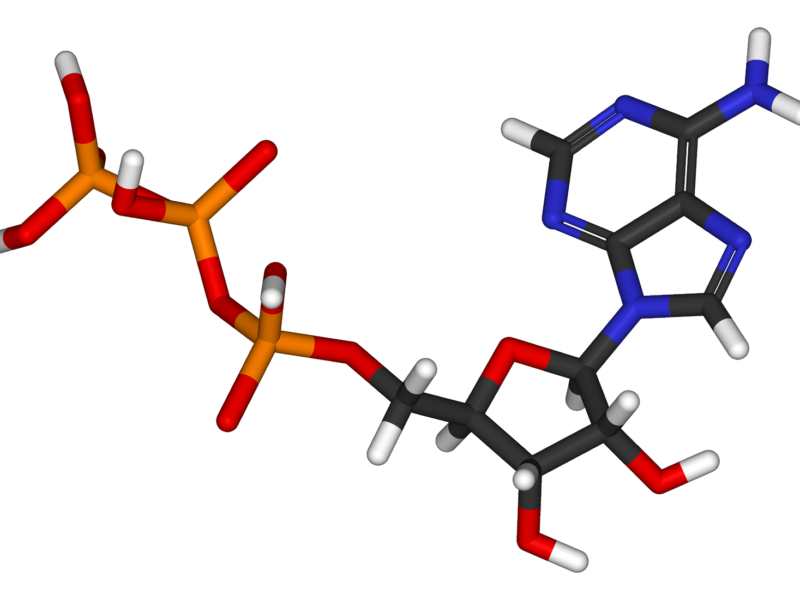 Molécule ATP