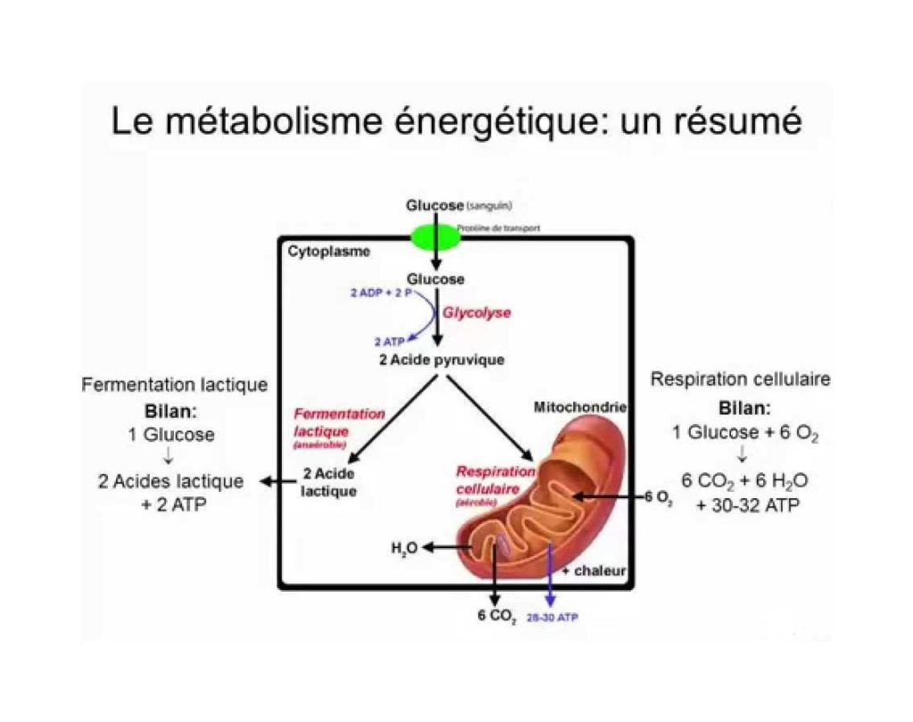 L' ATP Dans Le Métabolisme Du Tissu Musculaire Et Des Organes - NHA ...