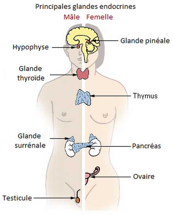 Les principales glandes endocrines