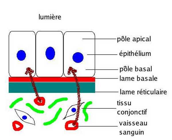 Membrane basale