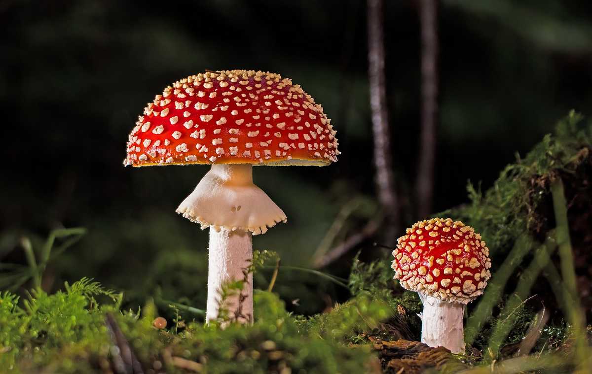 Champignon toxique