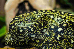 Le tissu épithélial qui recouvre les surfaces et constitue nos glandes Peau serpent