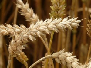 Le blé fait partie des aliments soumis aux normes ISO 22000.