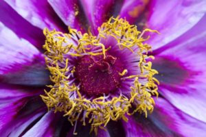 Les glandes - Organes complexes coordonnant l'organisme Le nectaire d'une fleur fait partie des glandes dans la botanique (ici: pivoine).
