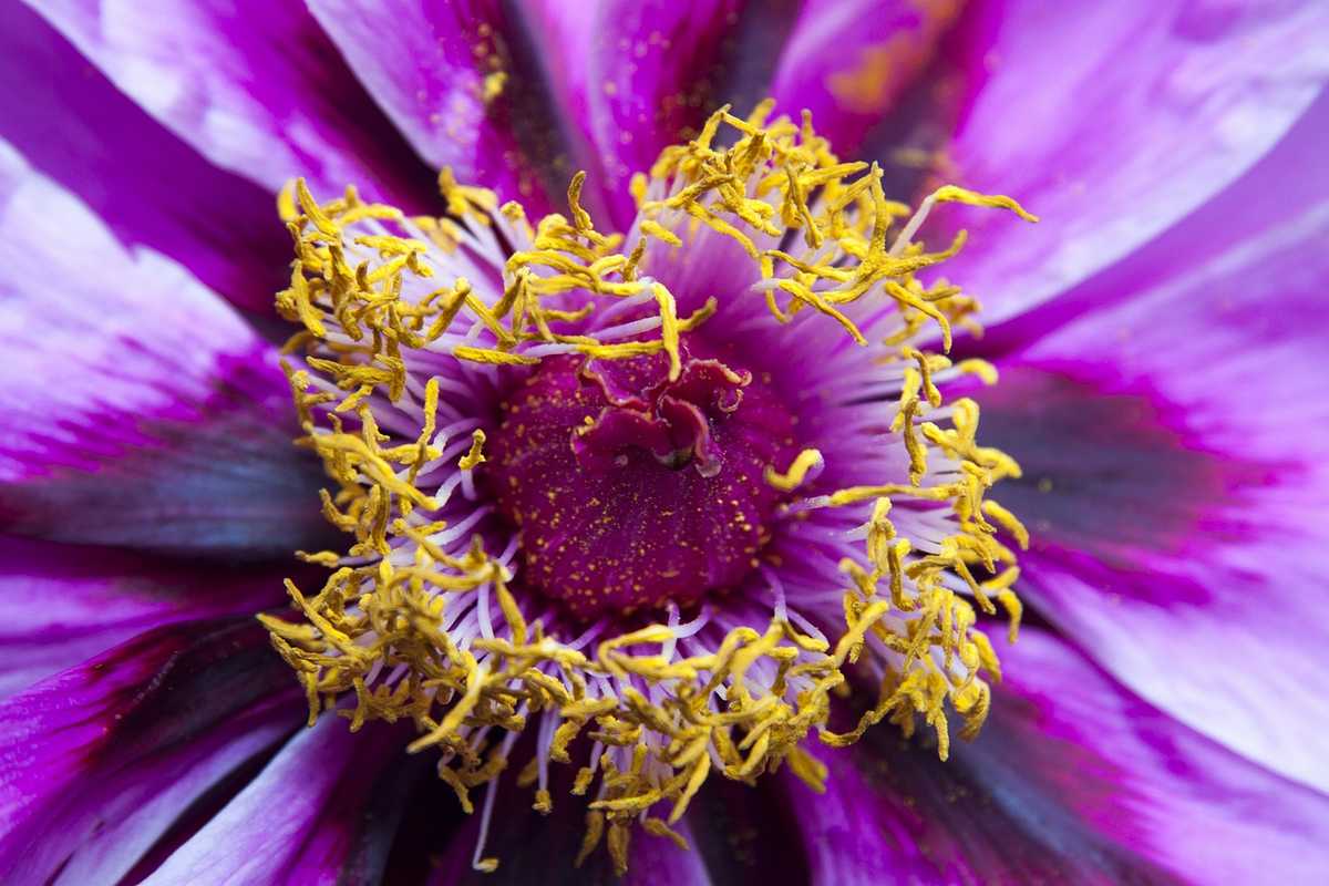 Le nectaire d'une fleur fait partie des glandes dans la botanique (ici: pivoine).