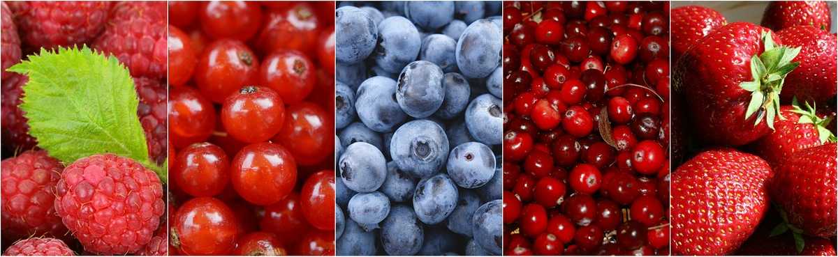 Baies rouges