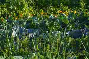 Potager