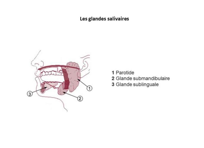 Système Digestif Introduction Et La Cavité Buccale Nha Naturolistique 
