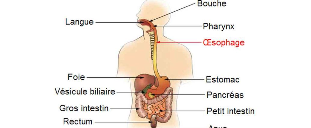 œsophage
